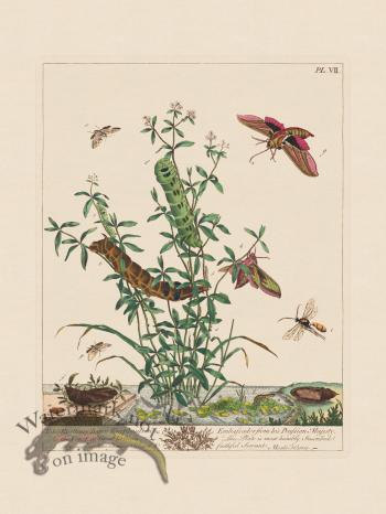 Moses Harris Insects 07